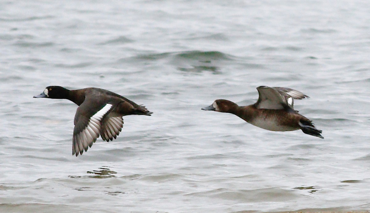 Greater Scaup - Gary Jarvis