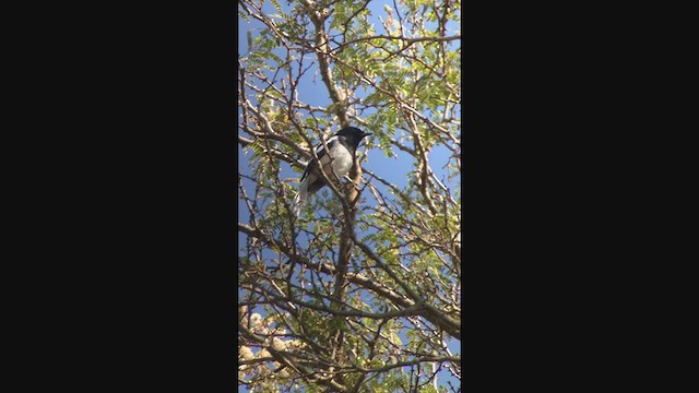 Madagascar Magpie-Robin - ML276849741