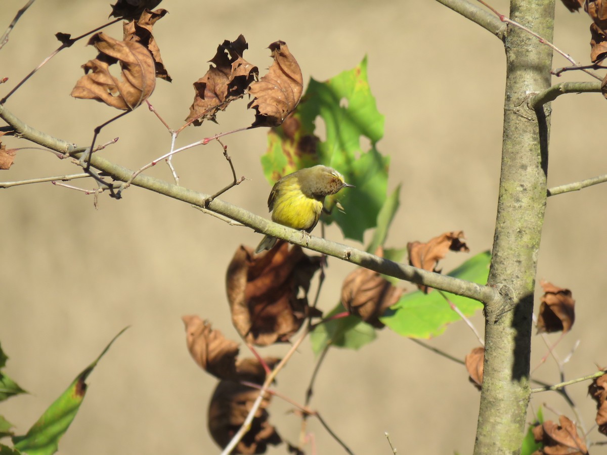 Palm Warbler (Yellow) - Guy McGrane