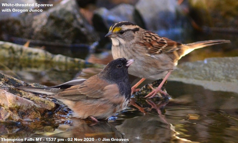 White-throated Sparrow - ML276851661