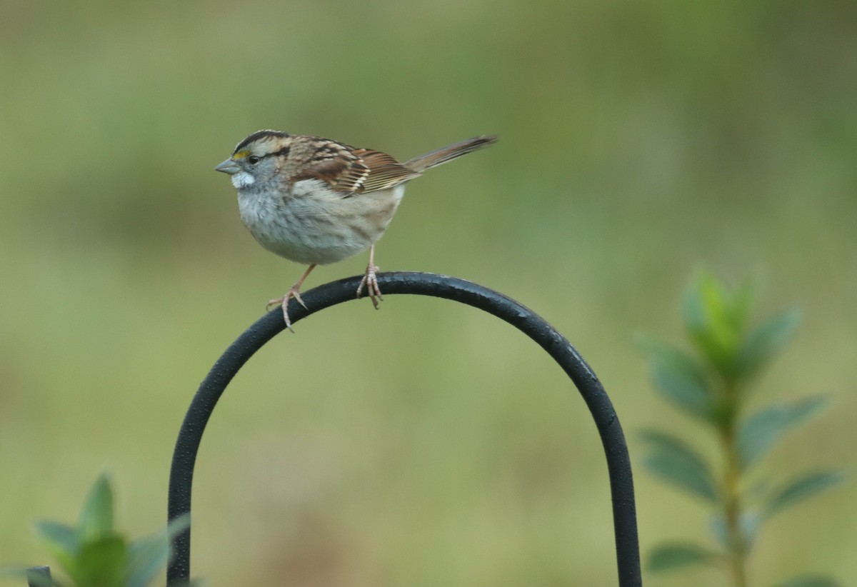 White-throated Sparrow - ML276855141