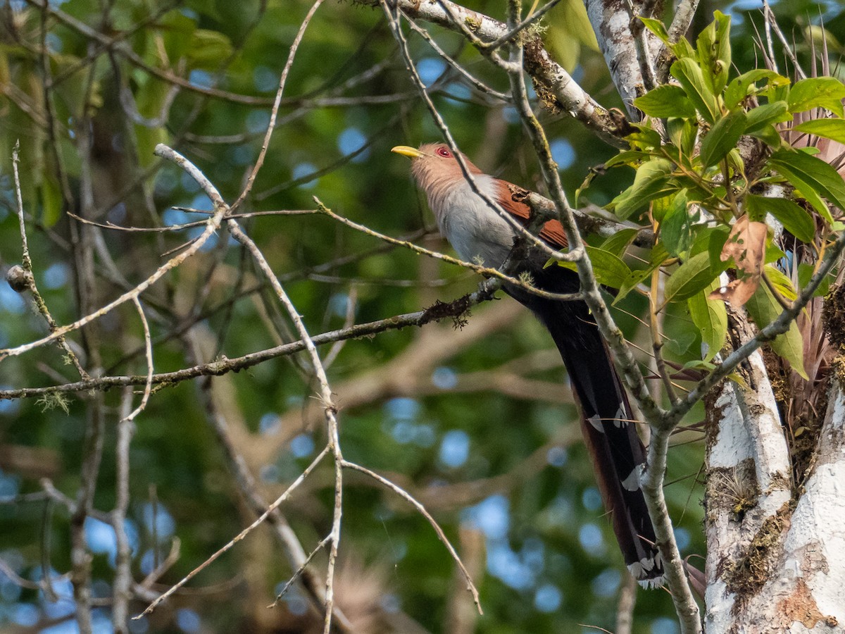 Squirrel Cuckoo (Amazonian) - Chris Fischer