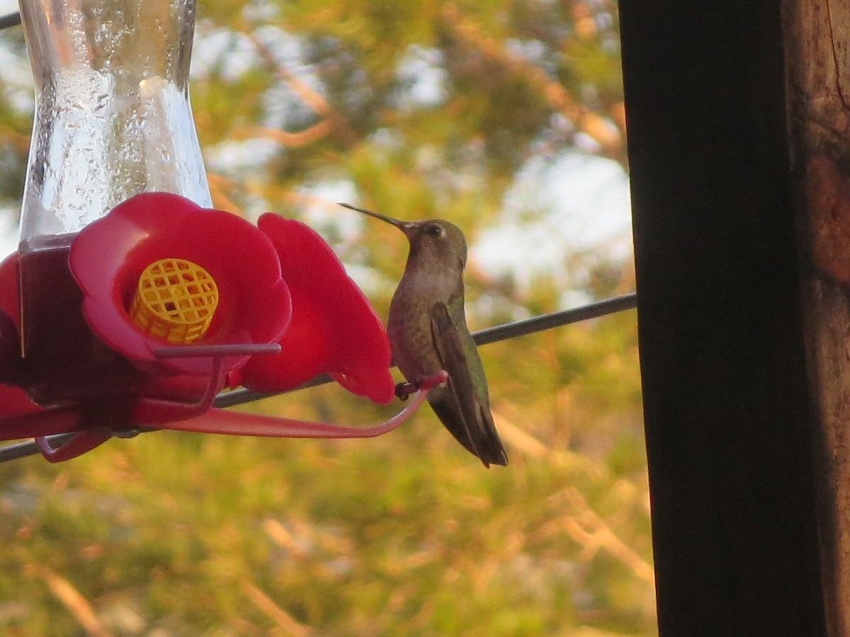 Ruby-throated Hummingbird - Jo Roberts