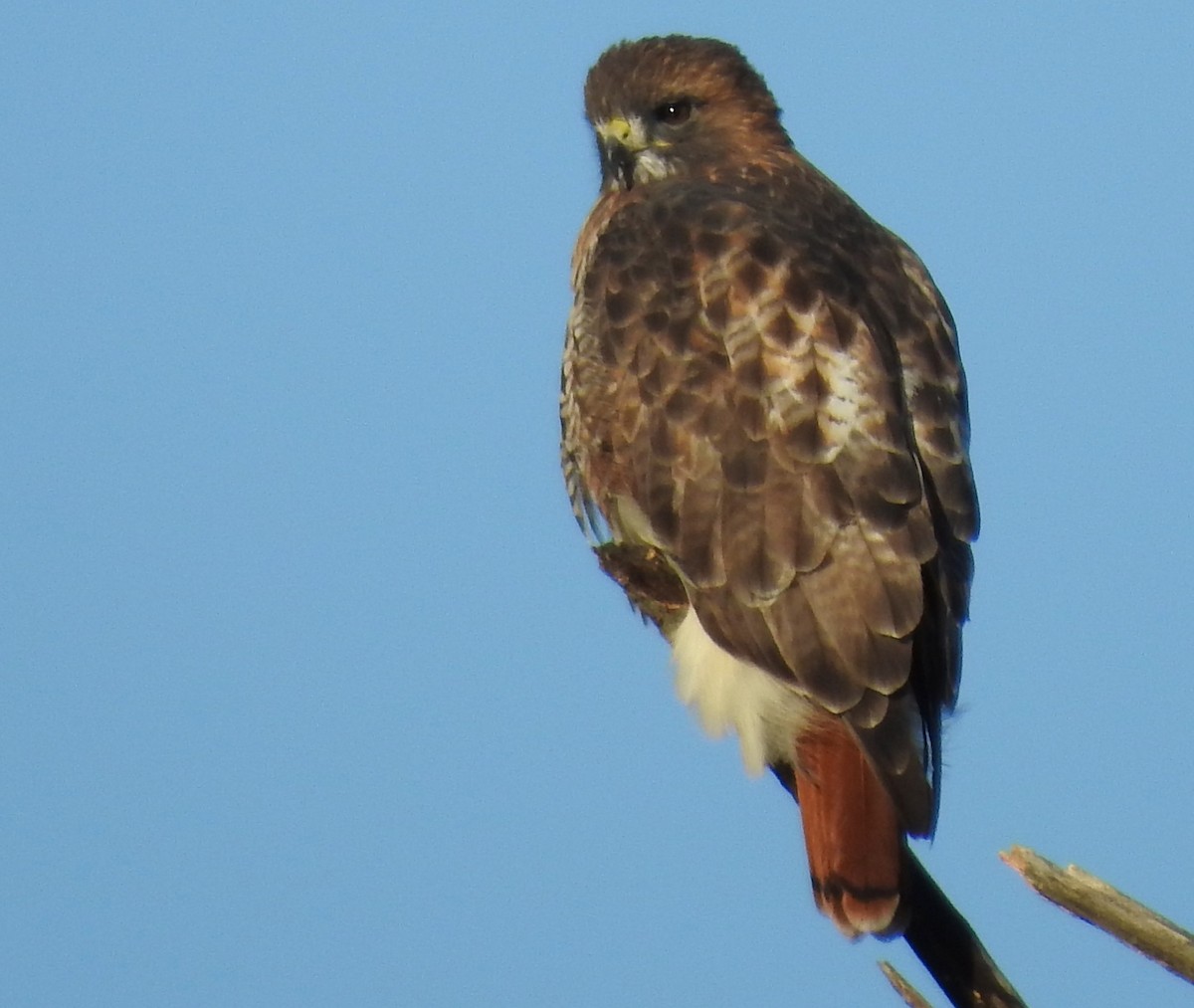 Red-tailed Hawk - ML276862641