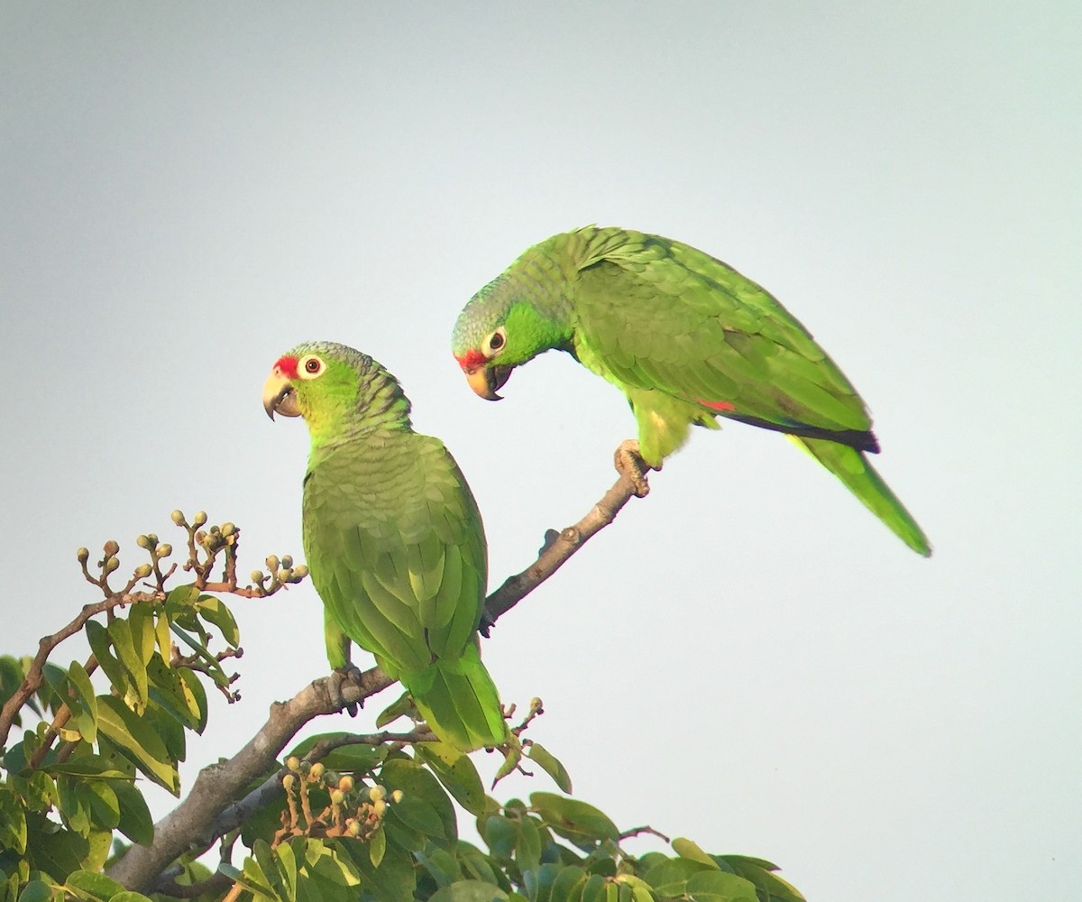 Red-lored Parrot - ML276868391