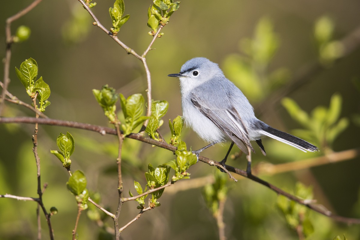 Blue-gray Gnatcatcher (caerulea) - Michael Stubblefield