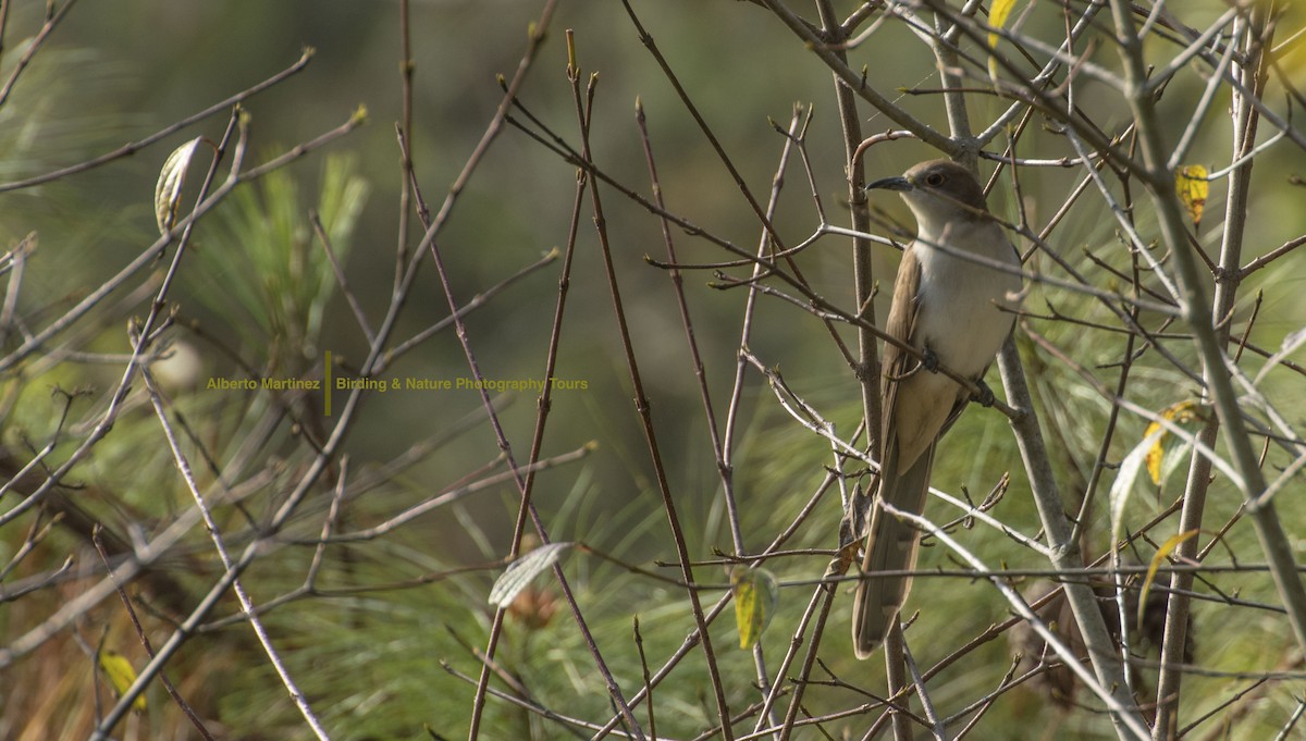 Black-billed Cuckoo - RoyalFlycatcher Birding Tours & Nature Photography