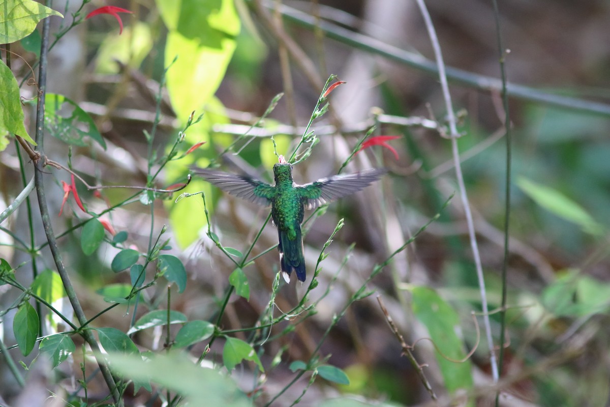 kolibřík cozumelský - ML27687801
