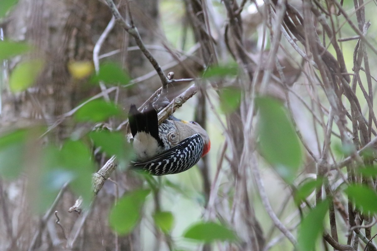Yucatan Woodpecker - John Drummond