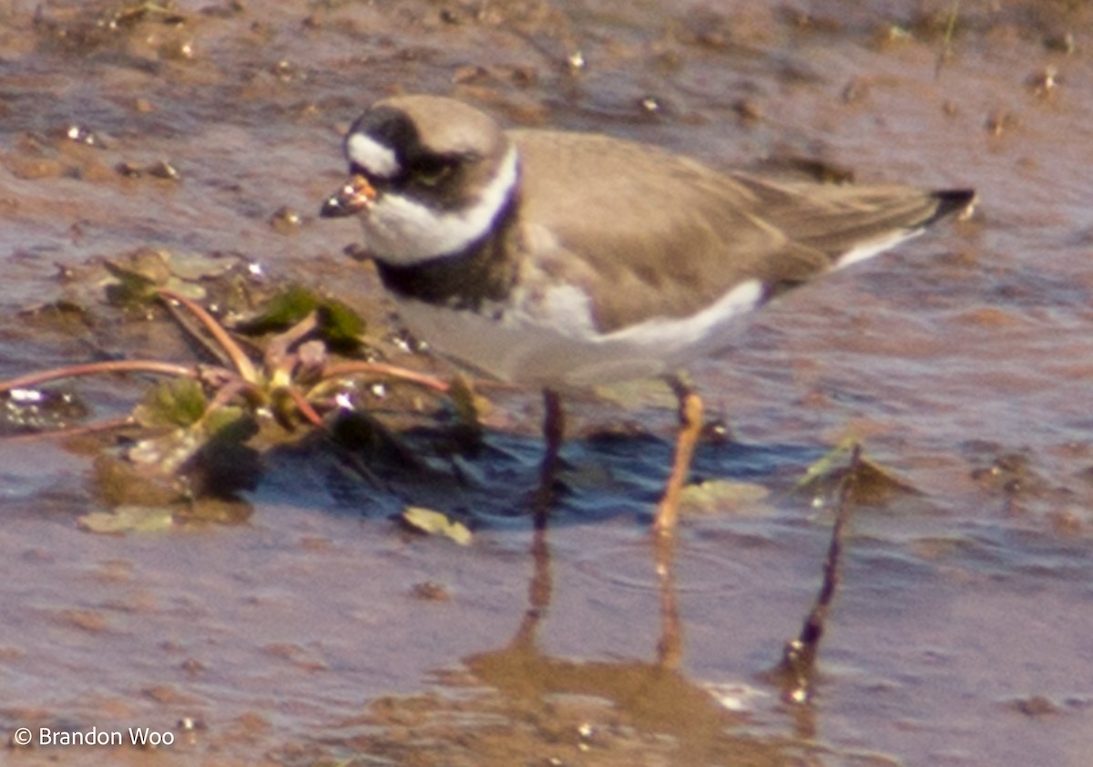 Semipalmated Plover - ML276883511