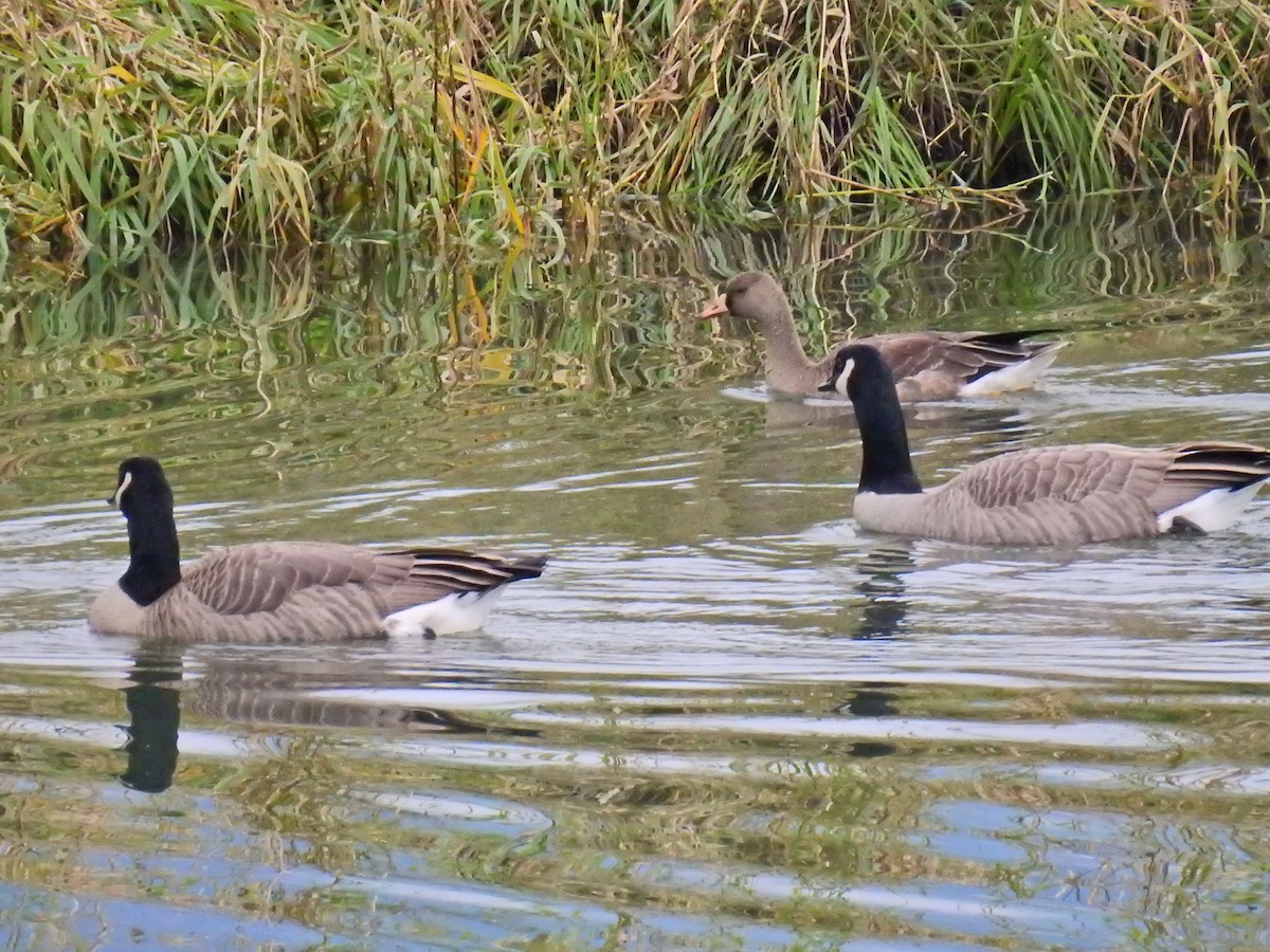 Greater White-fronted Goose - Darlene Cancelliere