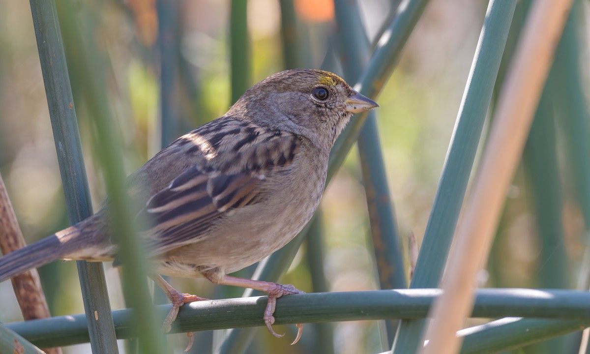 Golden-crowned Sparrow - ML276885321