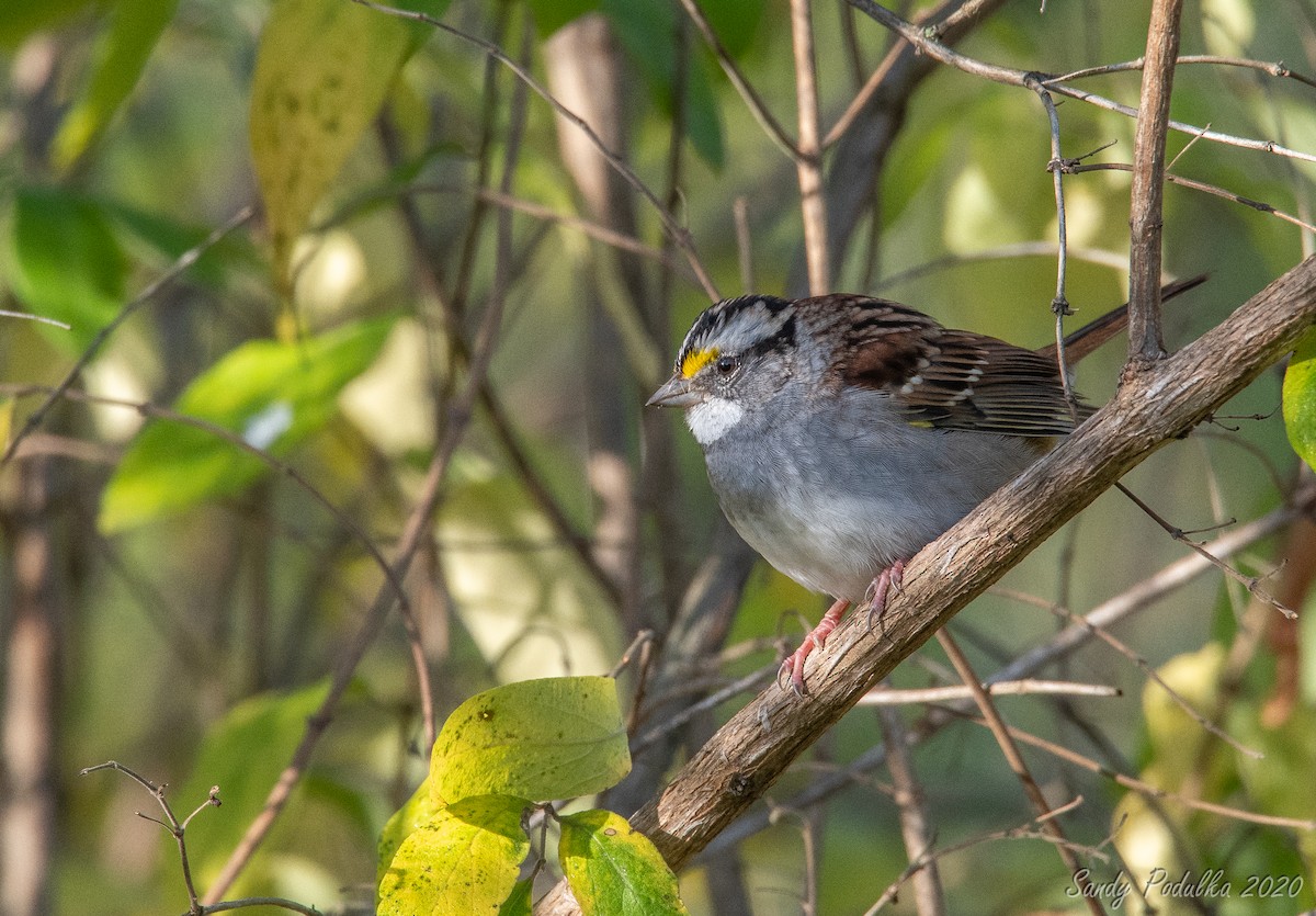 White-throated Sparrow - Sandy Podulka
