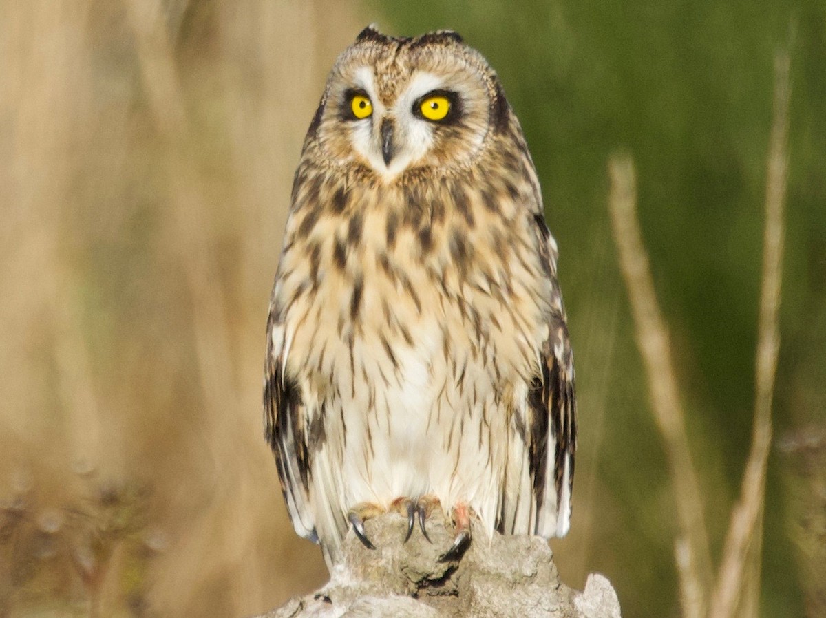 Short-eared Owl - Ian Burgess