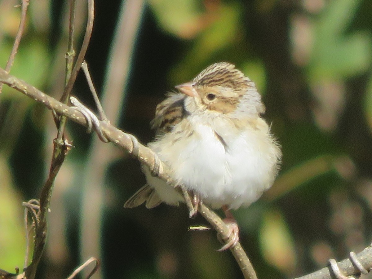 Clay-colored Sparrow - ML276893891