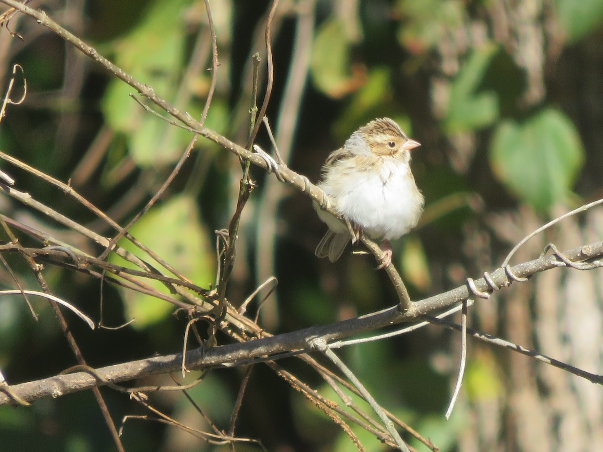 Clay-colored Sparrow - ML276893901