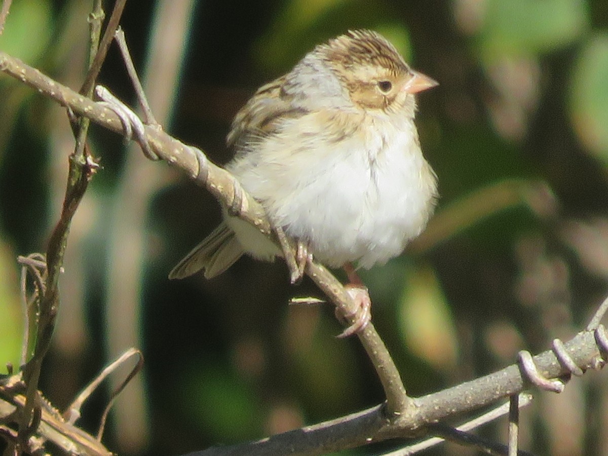 Clay-colored Sparrow - ML276893911