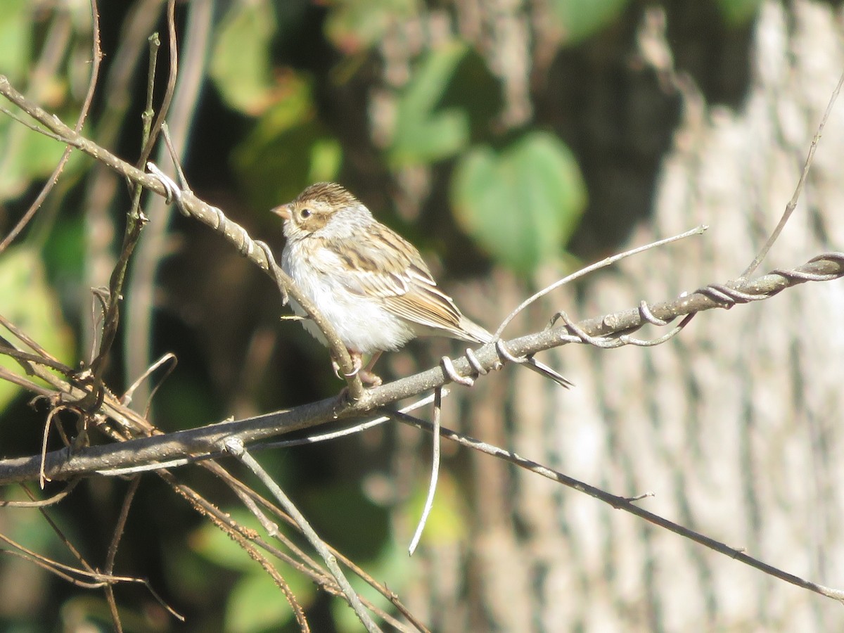 Clay-colored Sparrow - ML276893931