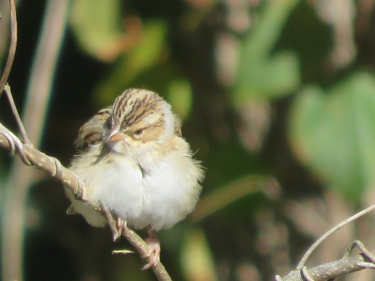 Clay-colored Sparrow - ML276893961
