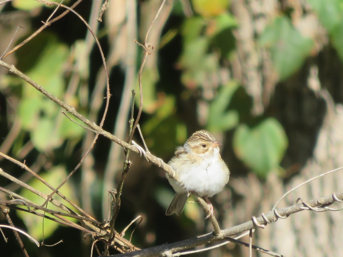 Clay-colored Sparrow - ML276893981