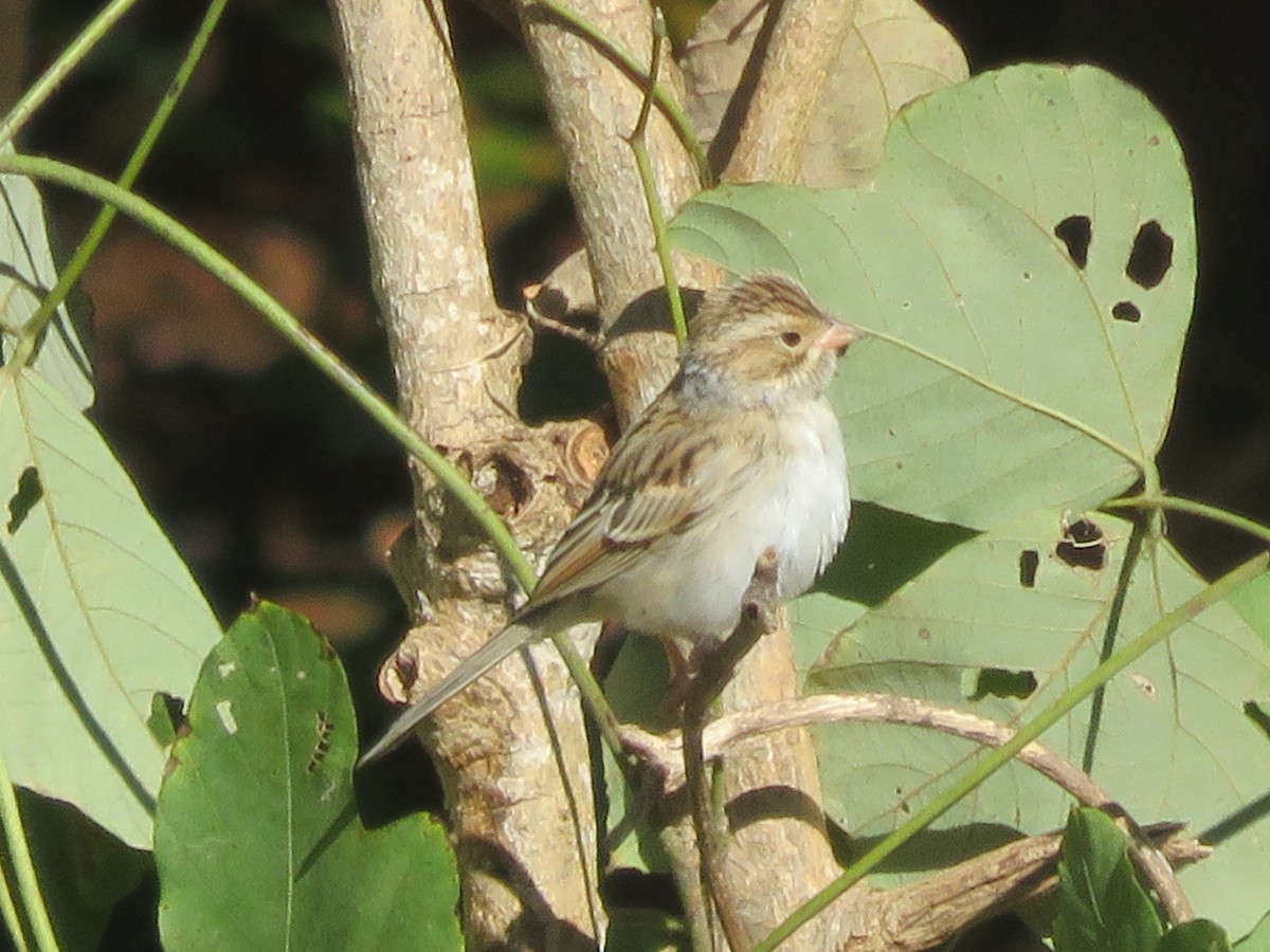 Clay-colored Sparrow - ML276894011