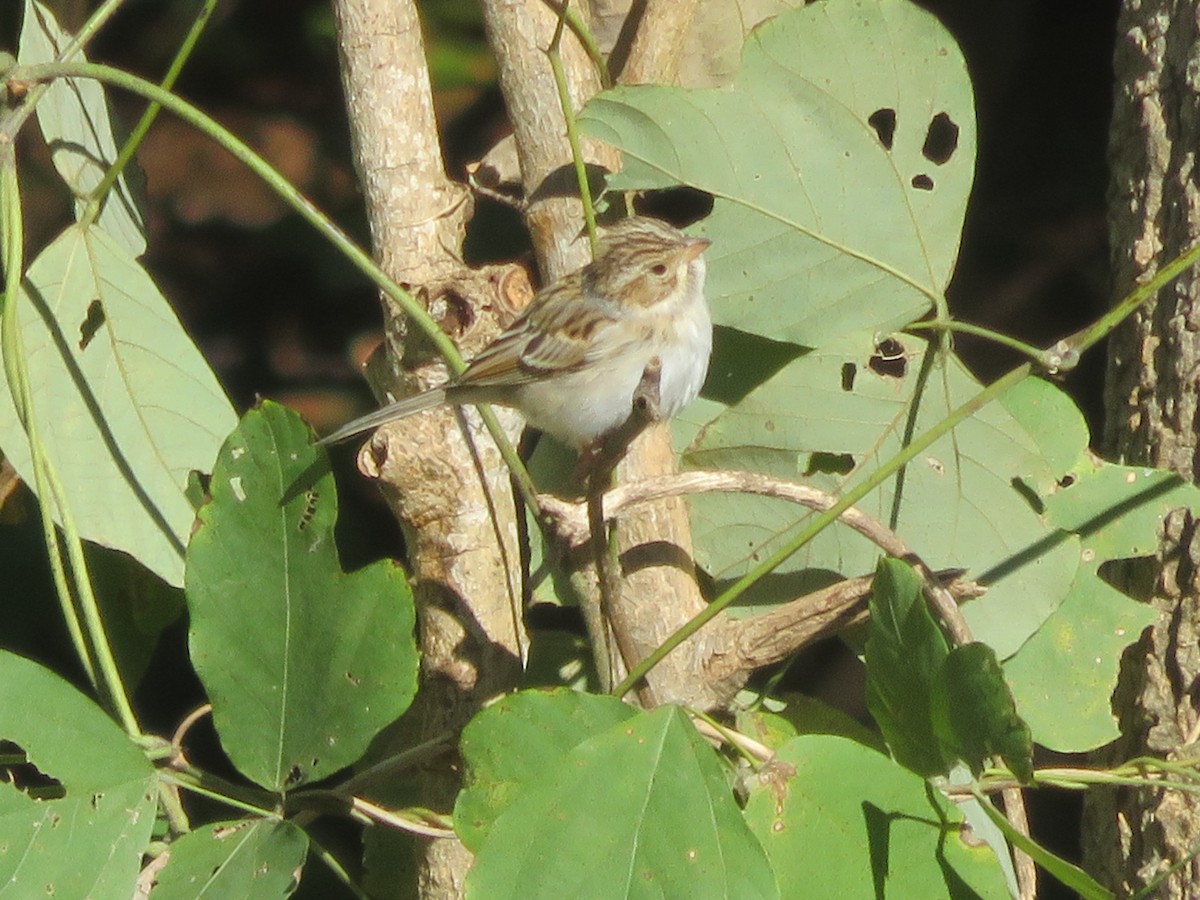 Clay-colored Sparrow - ML276894021