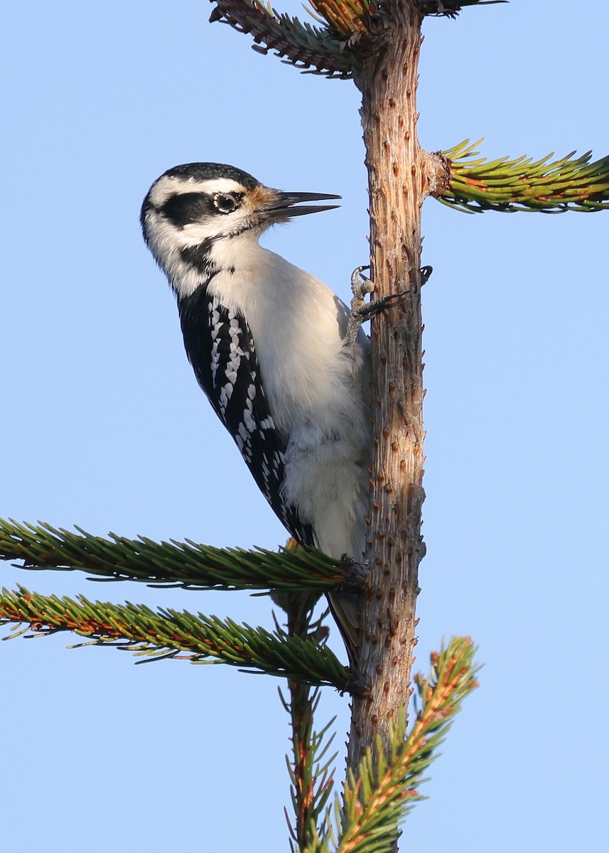 Hairy Woodpecker (Eastern) - Tim Lenz