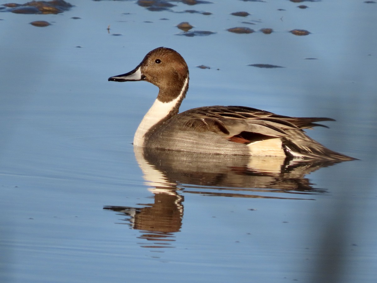Northern Pintail - Micky Louis