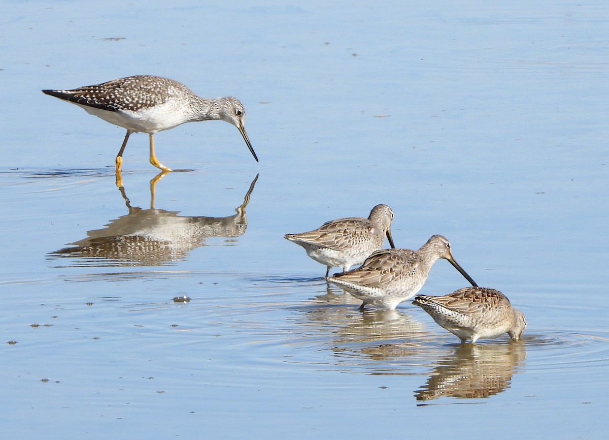 Long-billed Dowitcher - Lauri Taylor