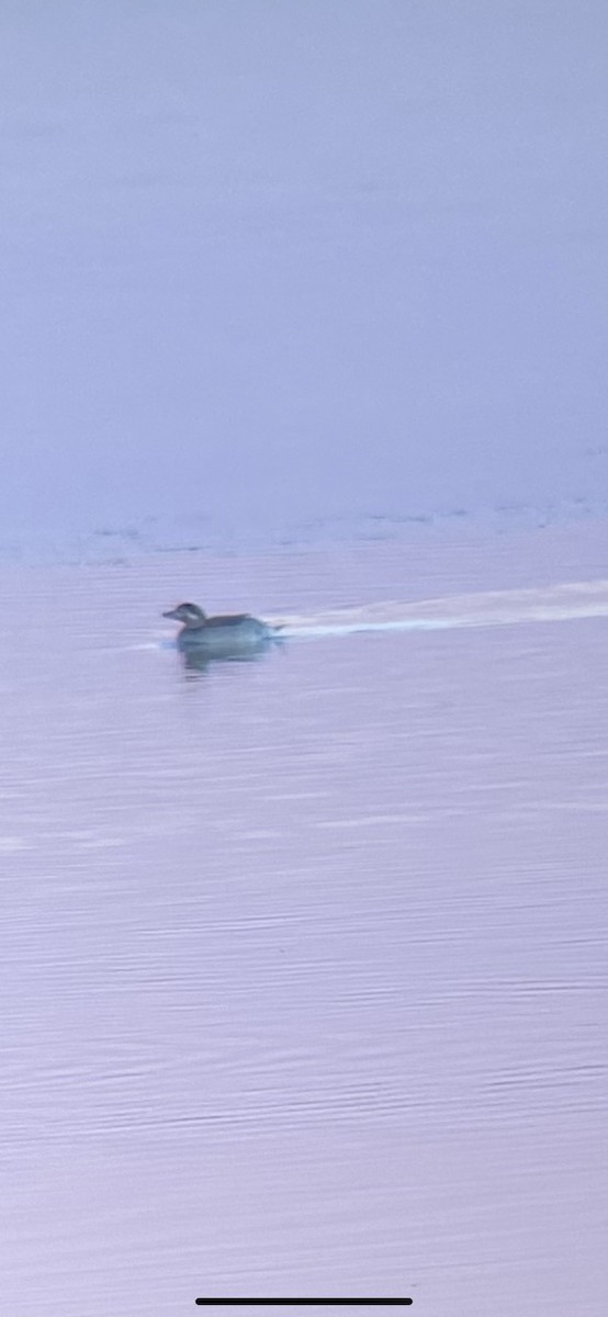 Long-tailed Duck - Noah Kück