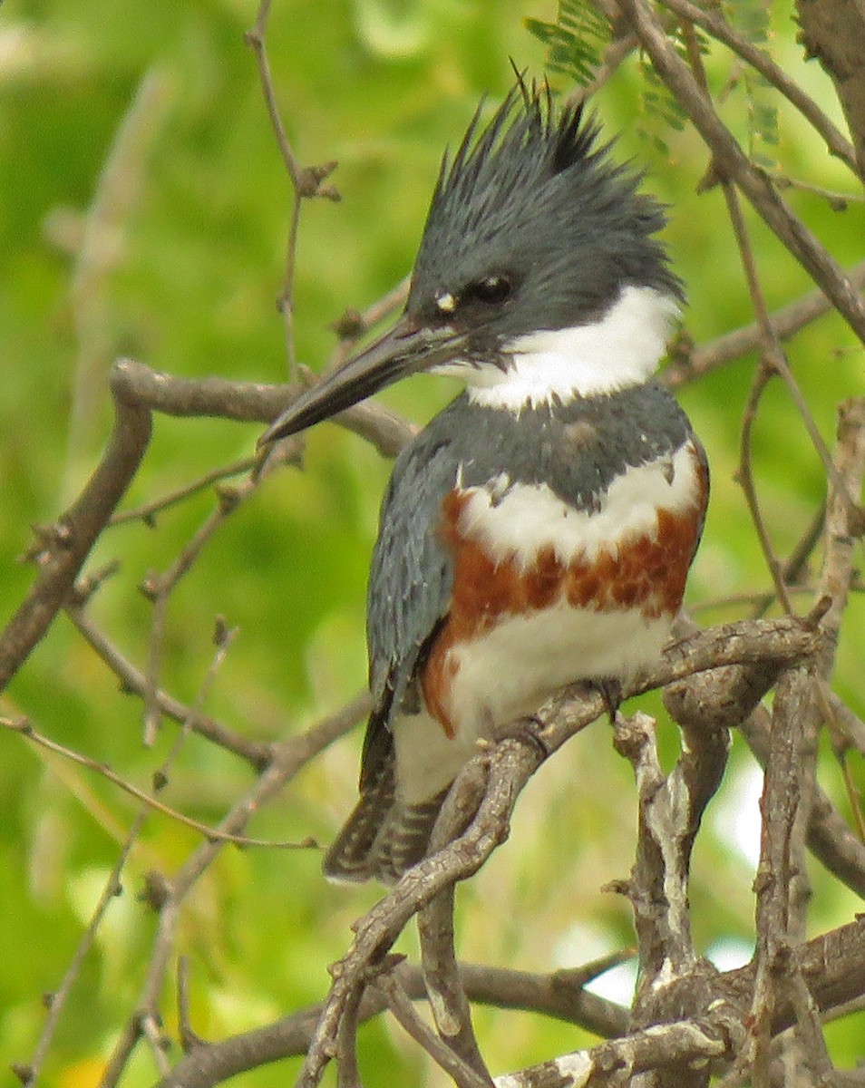 Belted Kingfisher - ML276920911