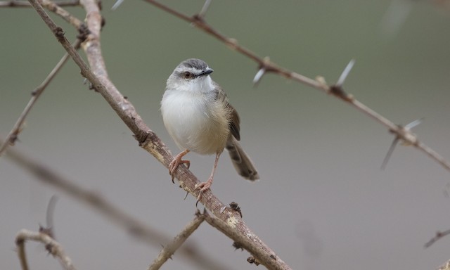 Tawny-flanked Prinia - eBird