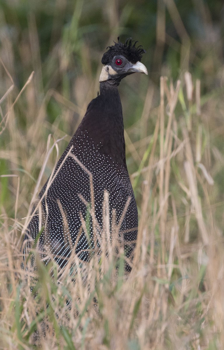Southern Crested Guineafowl - ML276922391