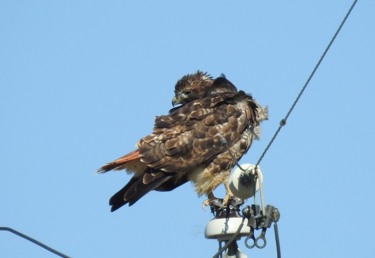 Red-tailed Hawk - ML276922621