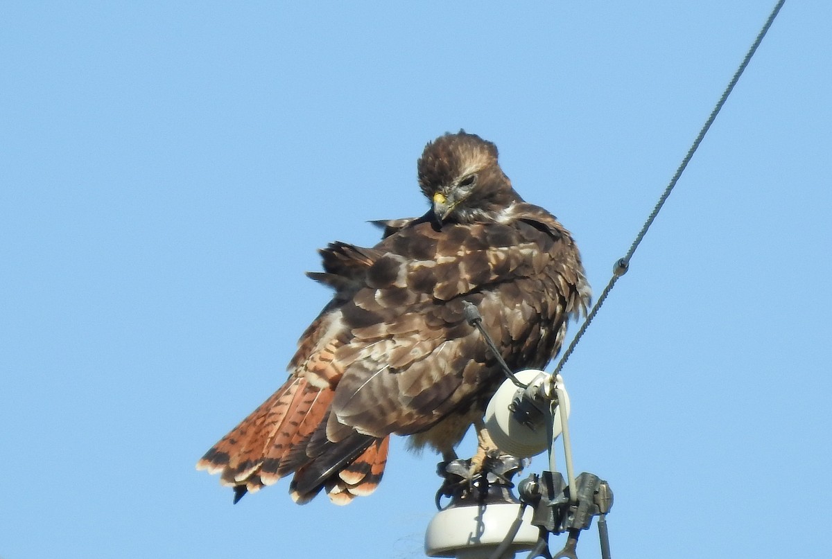 Red-tailed Hawk - ML276922641