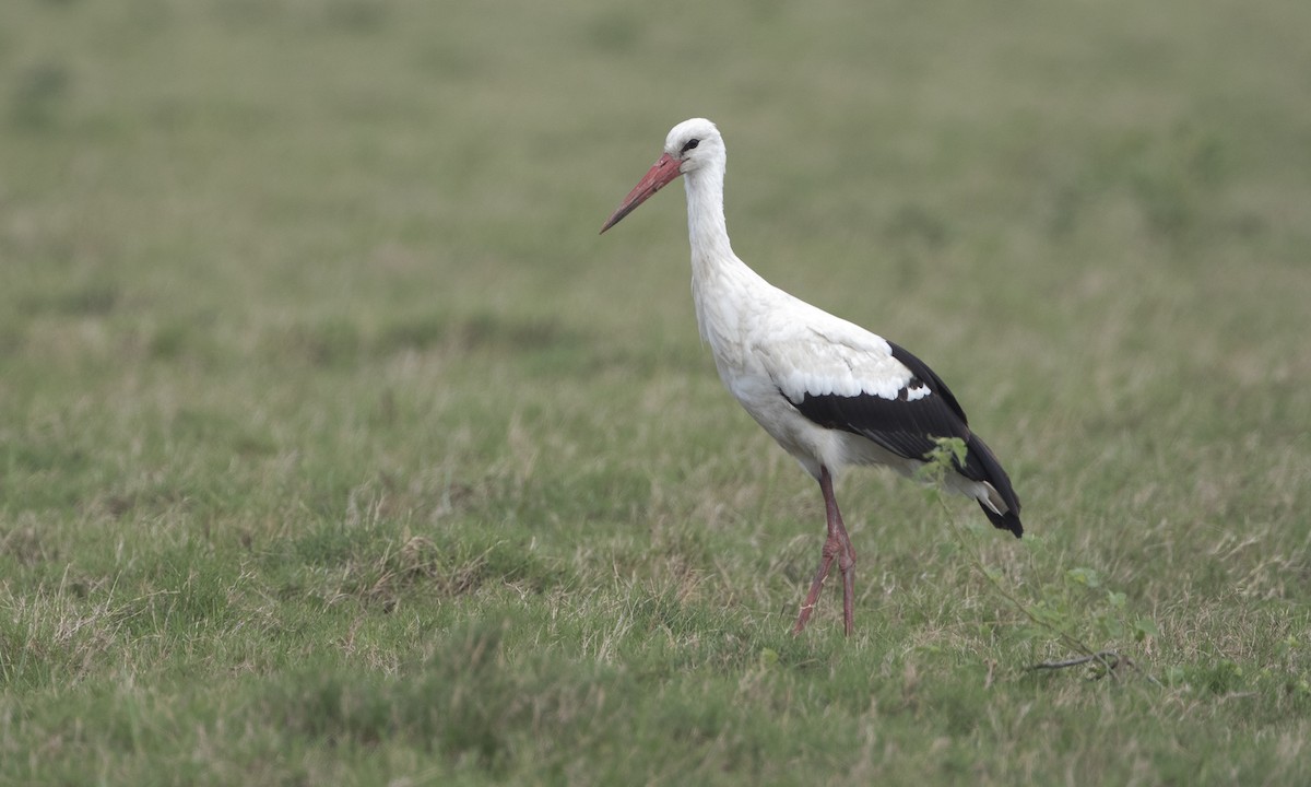 White Stork - Zak Pohlen