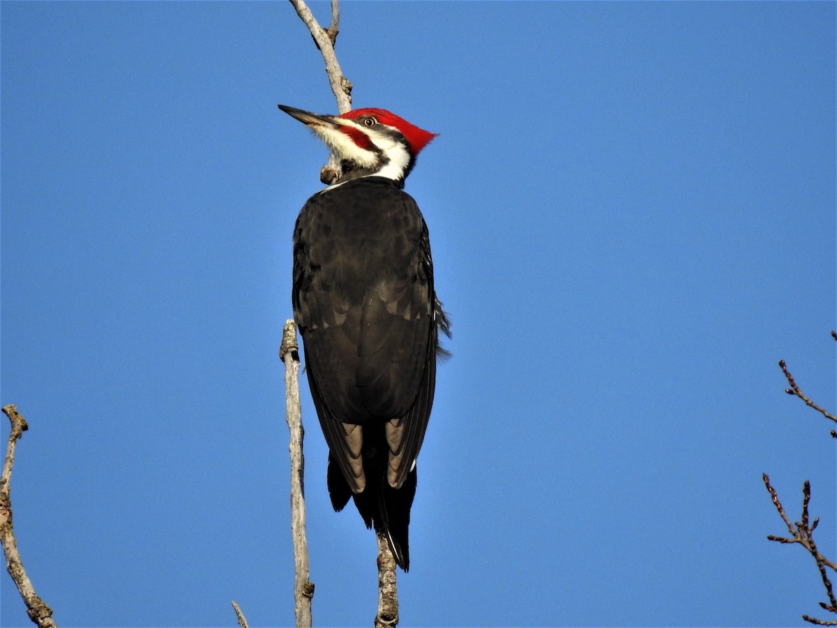 Pileated Woodpecker - Bob Saunders
