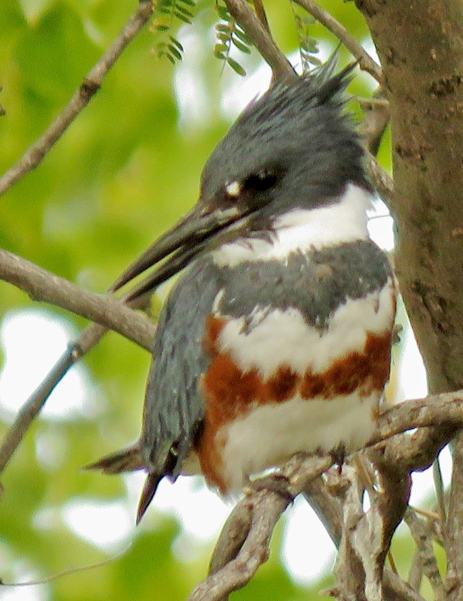 Belted Kingfisher - ML276923991