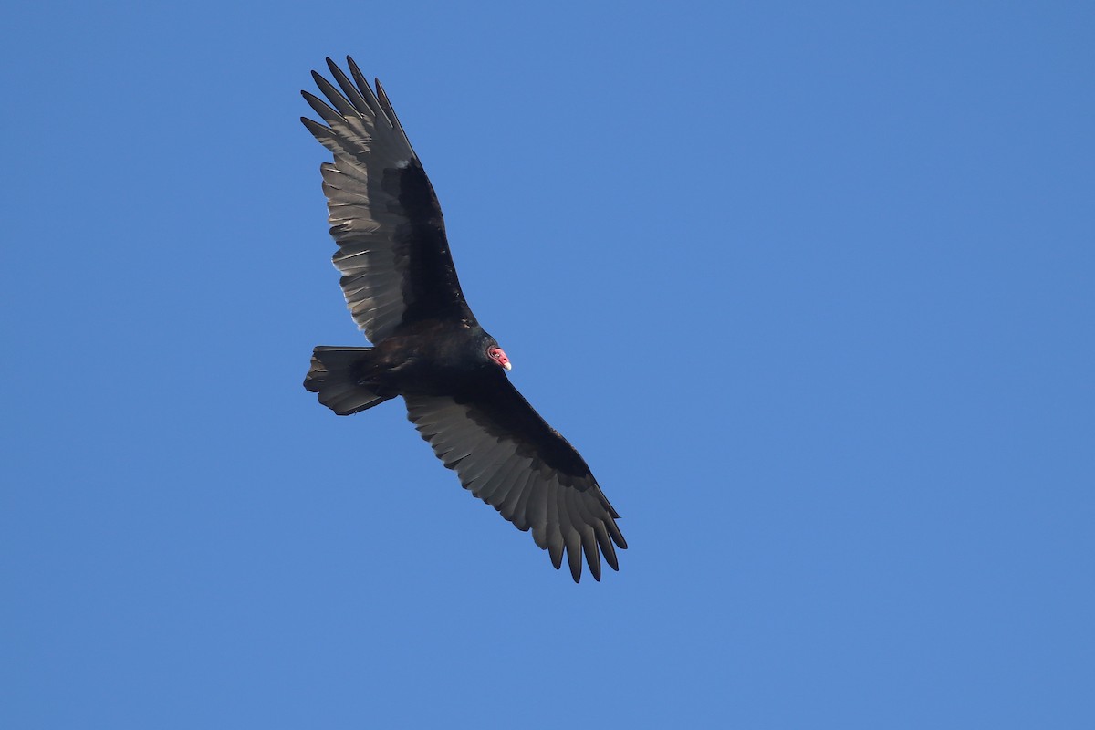 Turkey Vulture - Martina Nordstrand