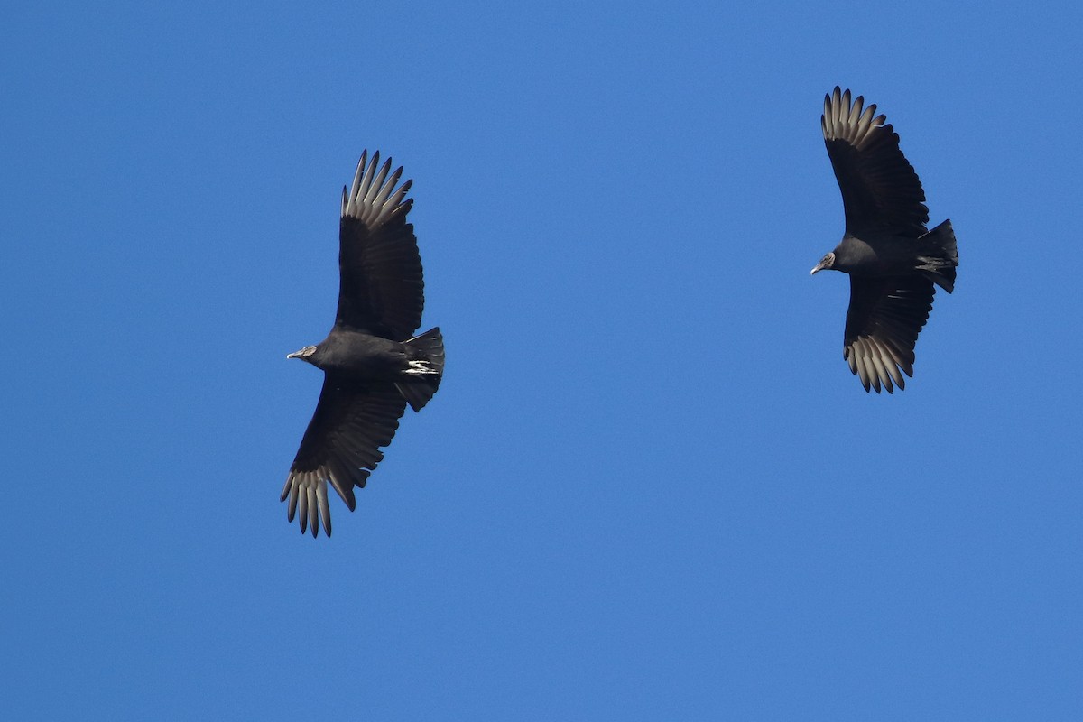 Black Vulture - Martina Nordstrand