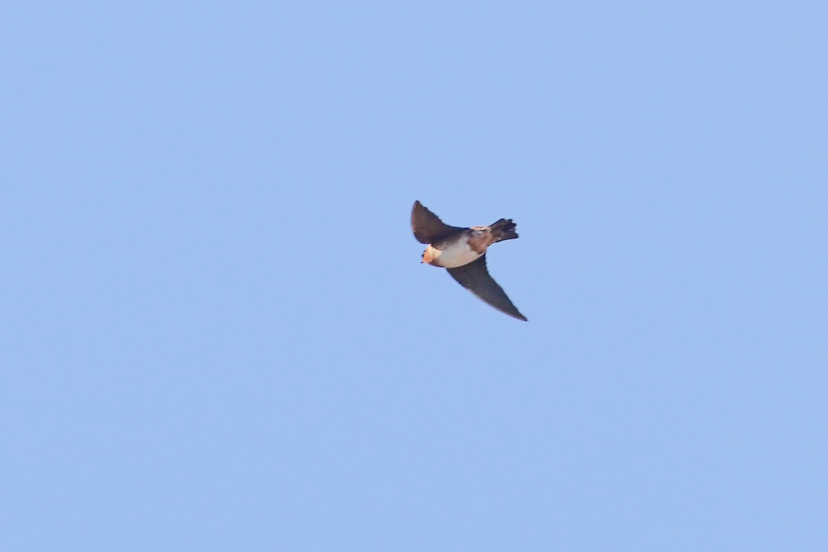 Cave Swallow - ML276930961