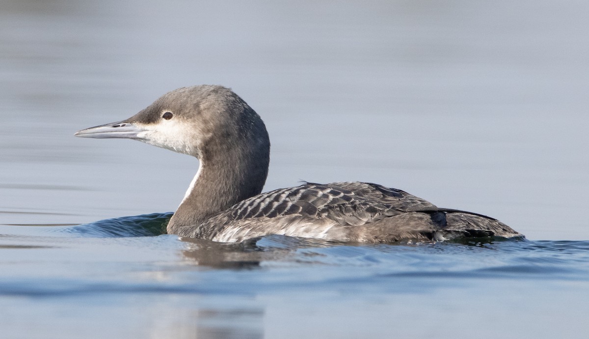 Pacific Loon - Liam Huber