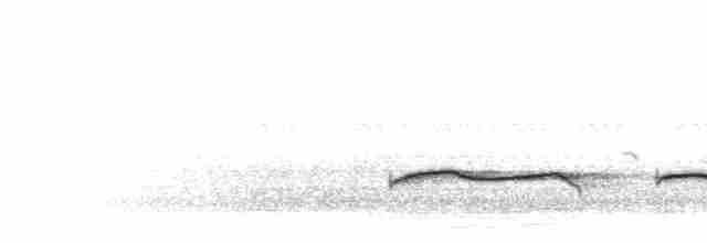 Höhennachtschwalbe (poliocephalus) - ML276939