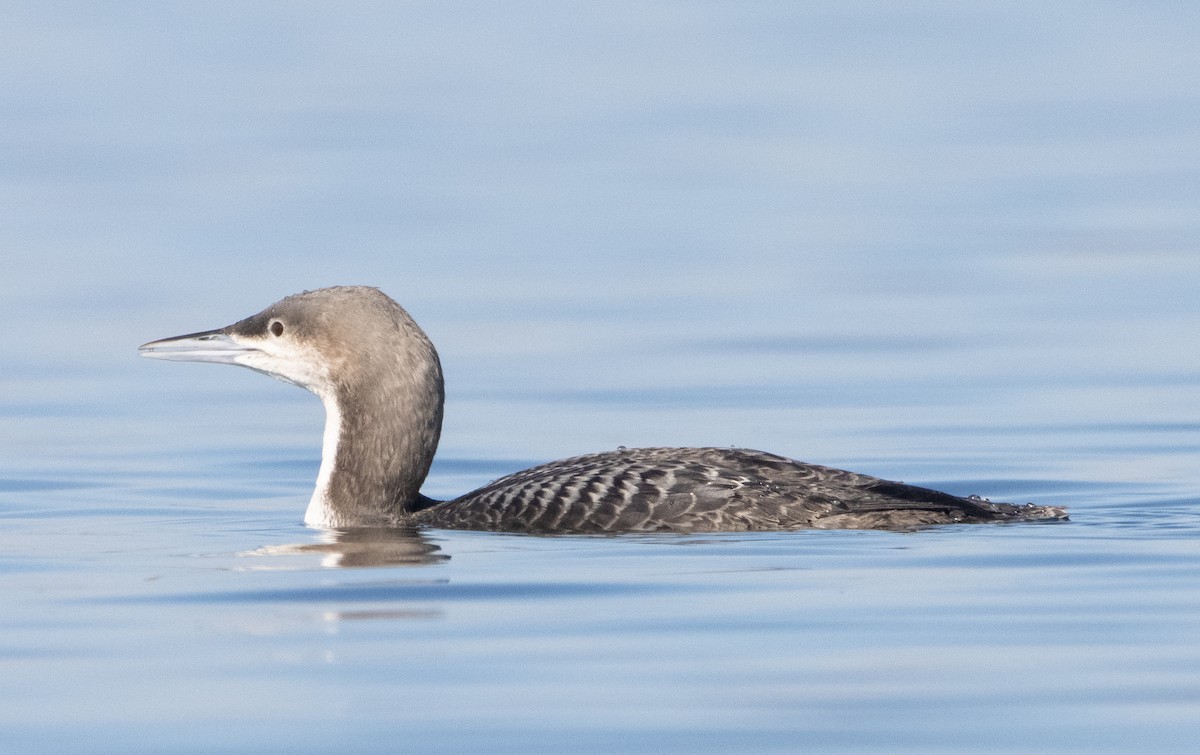Pacific Loon - Liam Huber