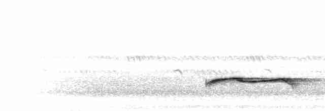 Höhennachtschwalbe (poliocephalus) - ML276940
