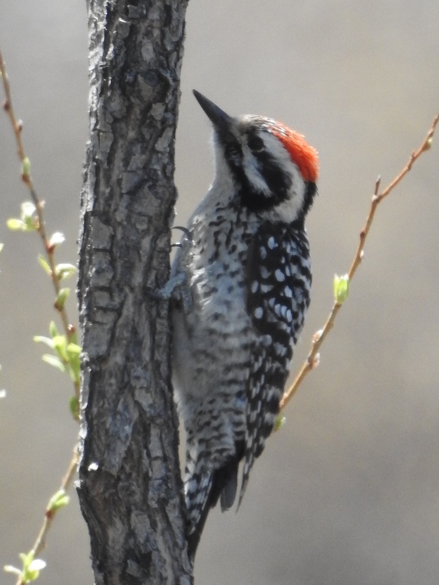 Ladder-backed Woodpecker - Tina Toth