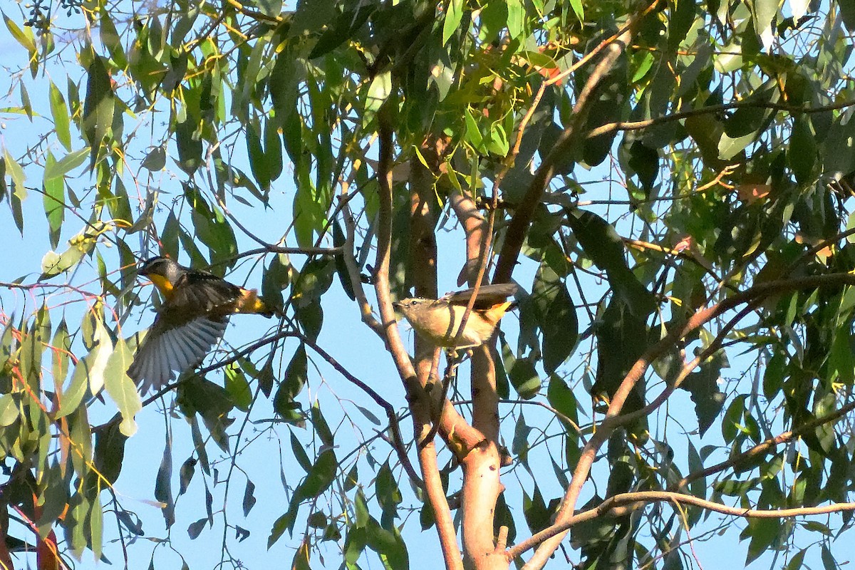 Spotted Pardalote - ML276950971