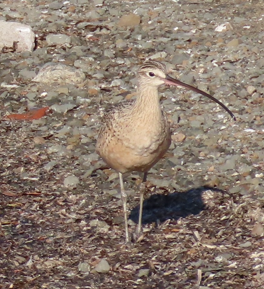 Long-billed Curlew - Patricia DiLuzio