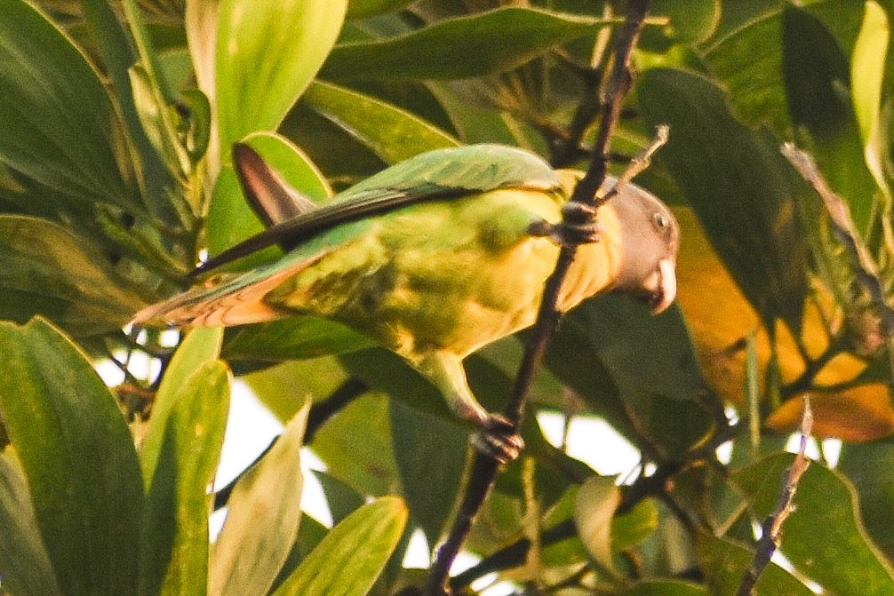 Plum-headed Parakeet - ML276959551