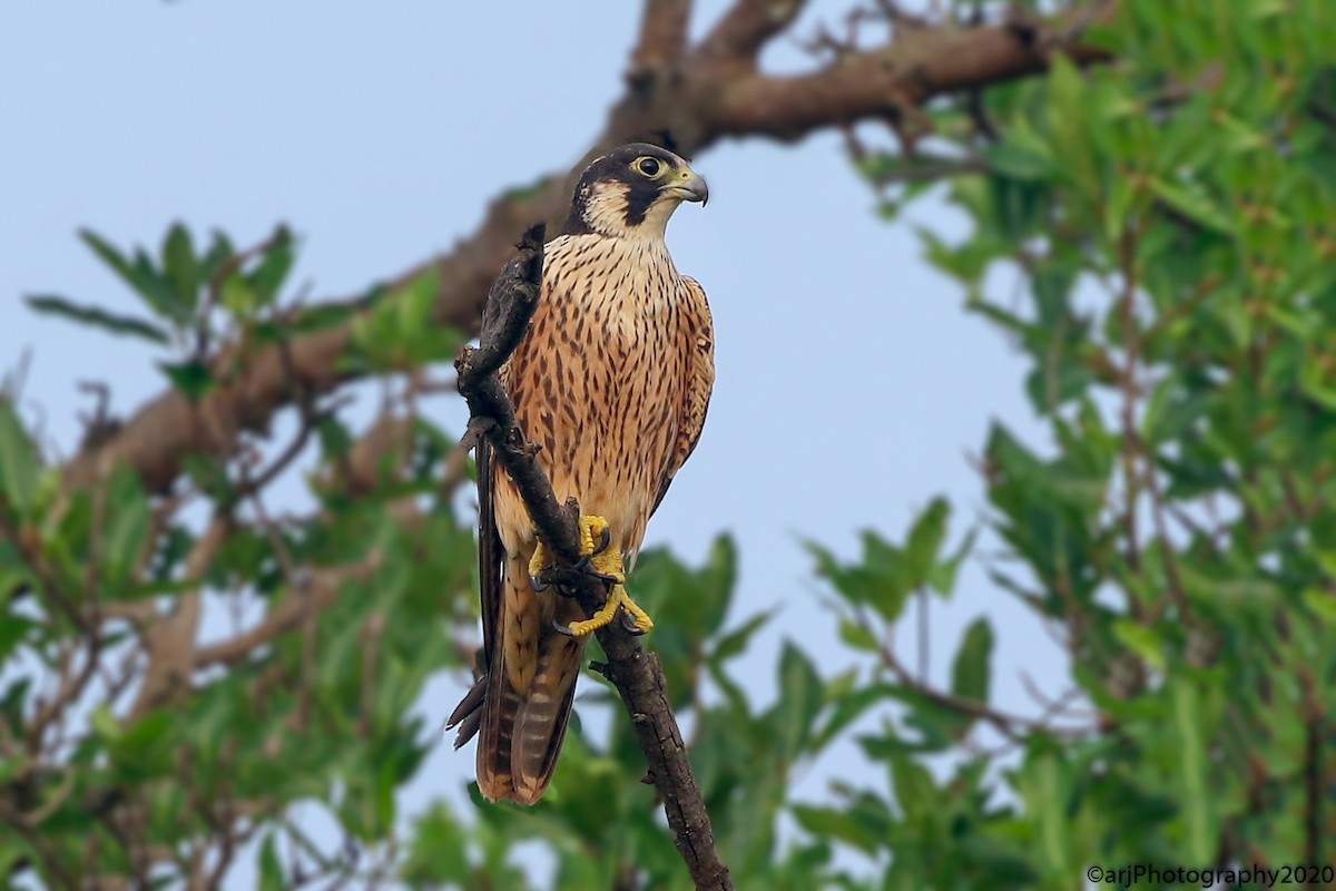 Peregrine Falcon (Shaheen) - Rahul  Singh